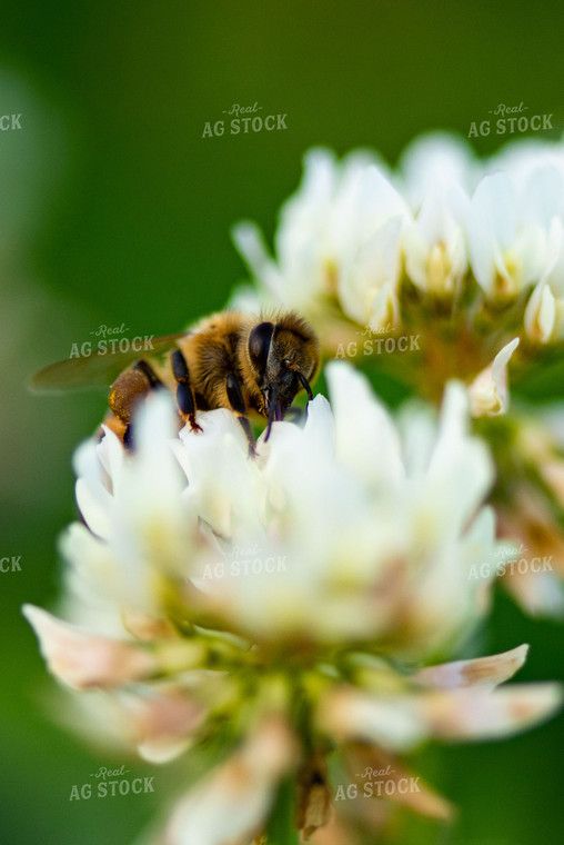 Bee on Flowering White Clover 136059