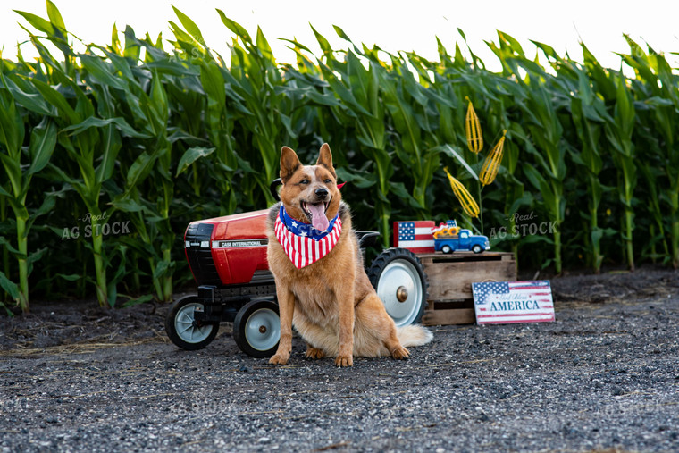 Farm Dog by Pedal Tractor in Midseason Corn Field on Fourth of July 136065