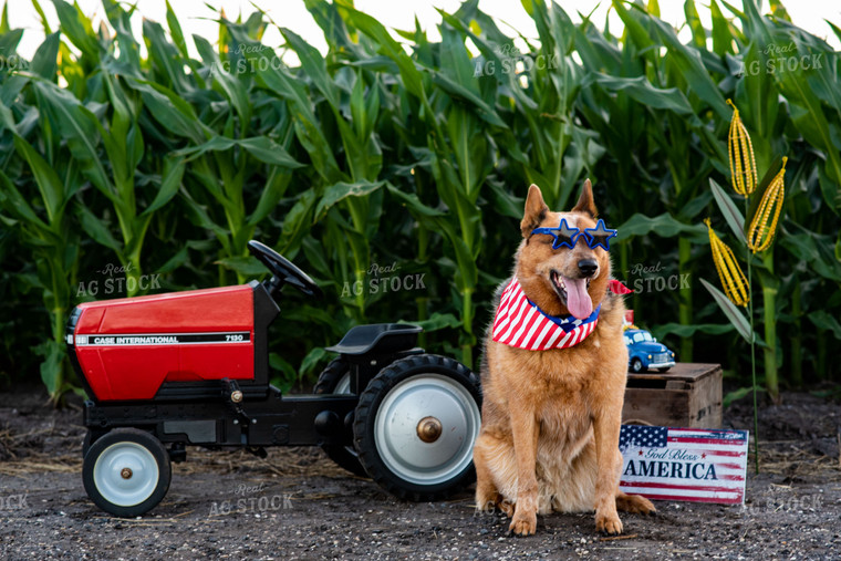 Farm Dog by Pedal Tractor in Midseason Corn Field on Fourth of July 136067