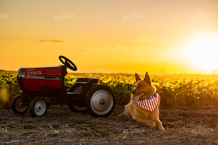 Farm Dog by Pedal Tractor in Early Season Soybean Field at Sunset 136068
