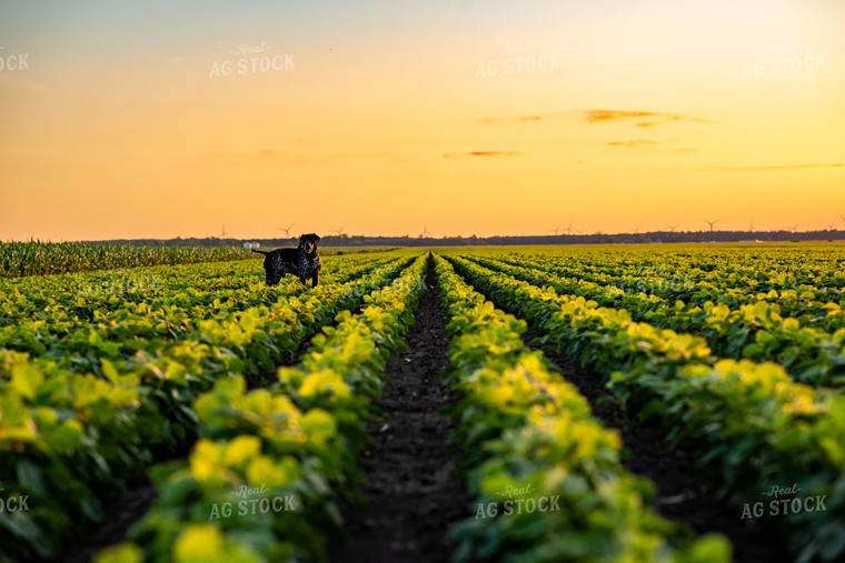 Farm Dog in Early Season Soybean Field at Sunset 136070