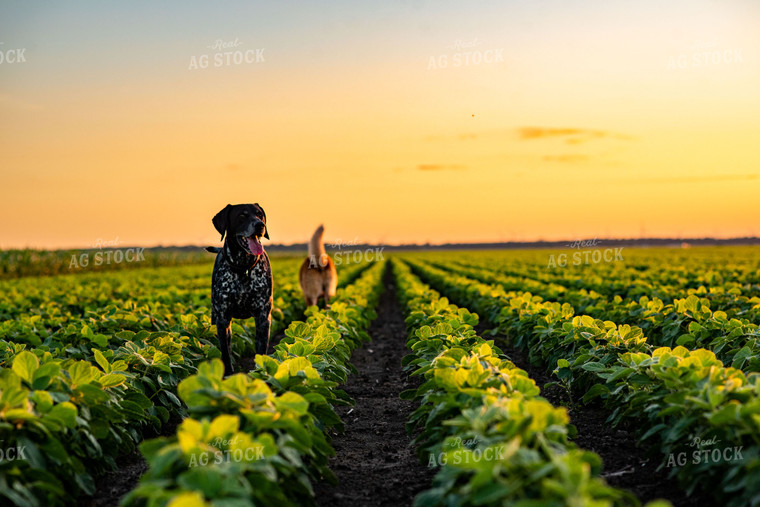 Farm Dogs in Early Season Soybean Field at Sunset 136071