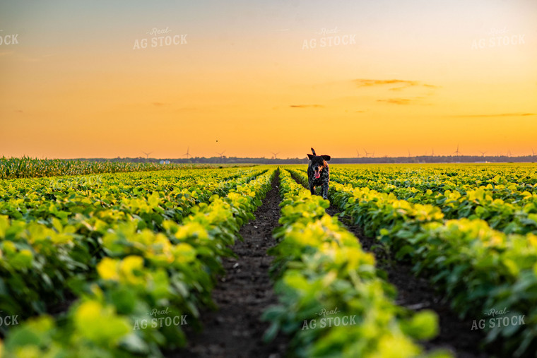 Farm Dog in Early Season Soybean Field at Sunset 136072