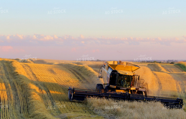 Combine Harvests Wheat on a Hill 141002