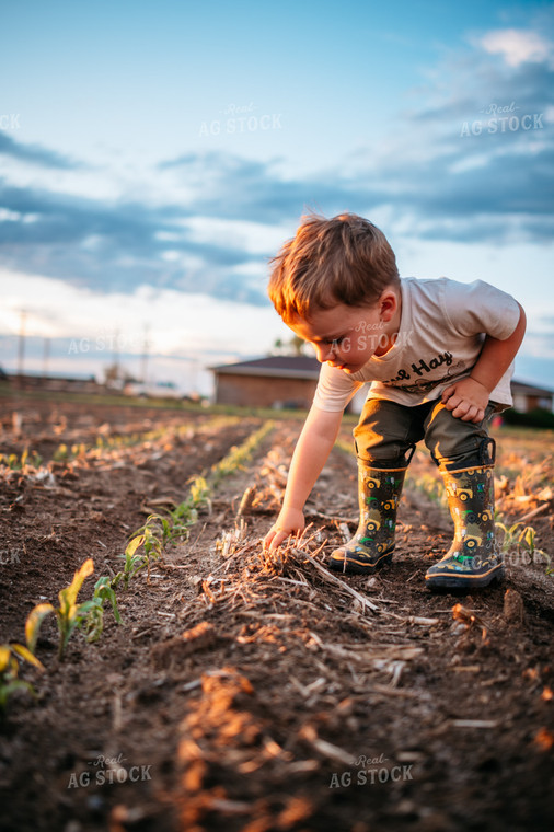 Farm Kids Playing in Early Growth Corn Field with Herbicide Injury 56667