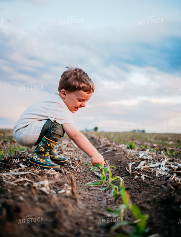 Farm Kid Playing in Early Growth Corn Field with Herbicide Injury 56669