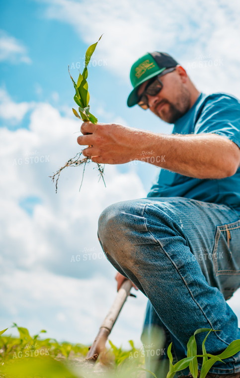 Farmer Checks Root System of Early Growth Corn in Field 56682