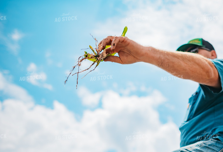 Farmer Checks Root System of Early Growth Corn in Field 56683