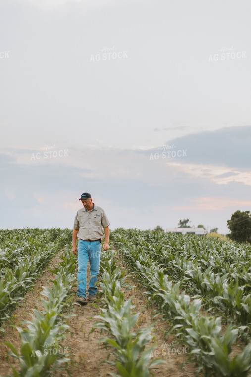 Farmers Scouting Corn Field 7808