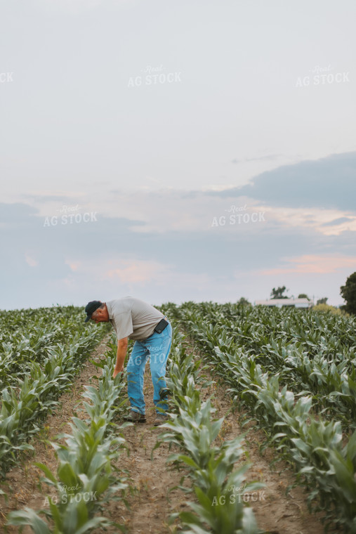 Farmers Scouting Corn Field 7809