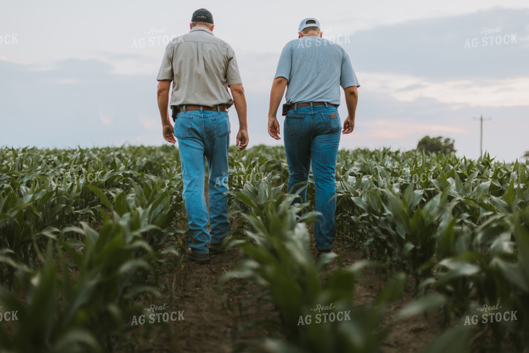 Farmers Scouting Corn Field 7811