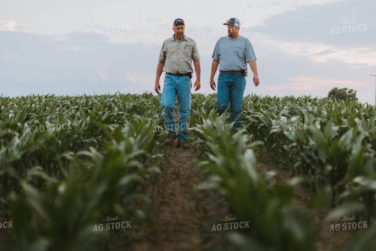 Farmers Scouting Corn Field 7815