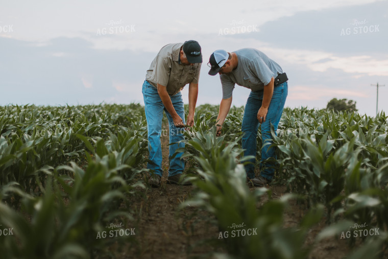 Farmers Scouting Corn Field 7816