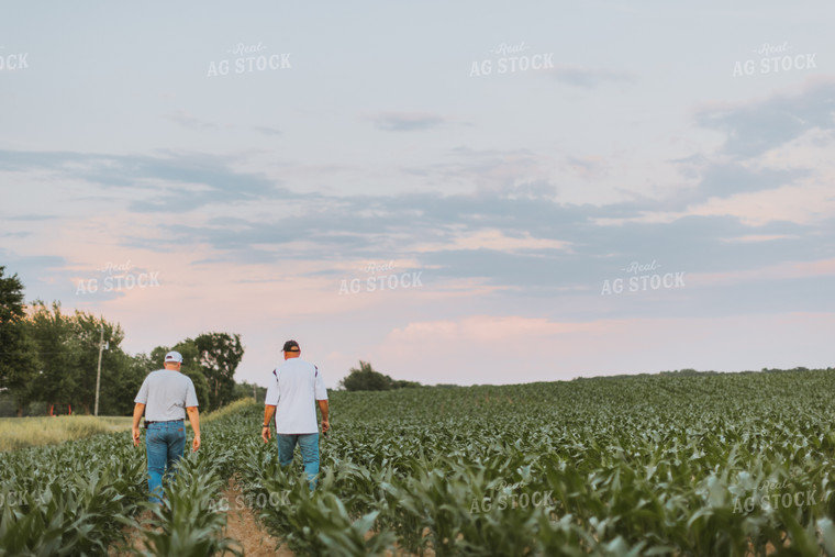 Farmers Scouting Corn Field 7818