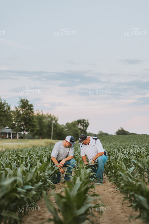 Farmers Scouting Corn Field 7823