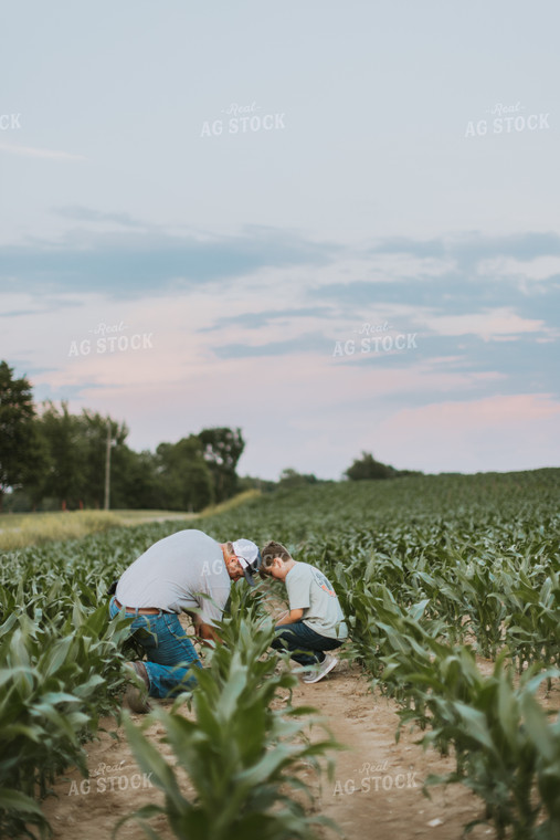 Farmer and Son Scouting Corn Field 7827