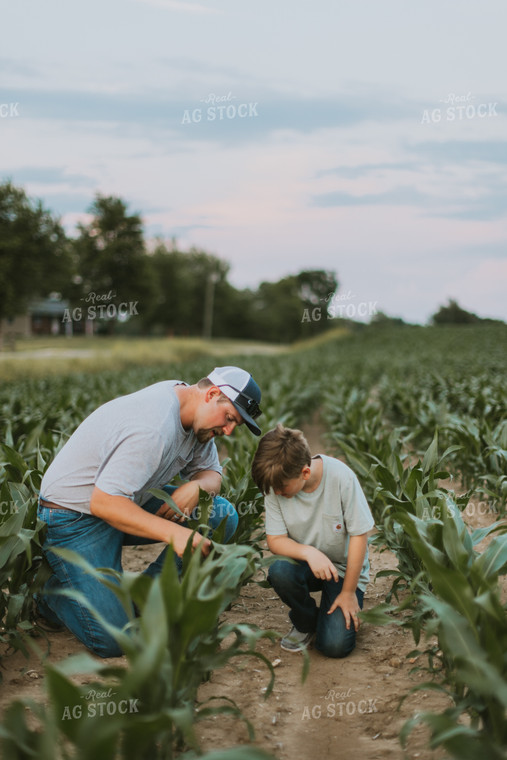 Farmer and Son Scouting Corn Field 7830