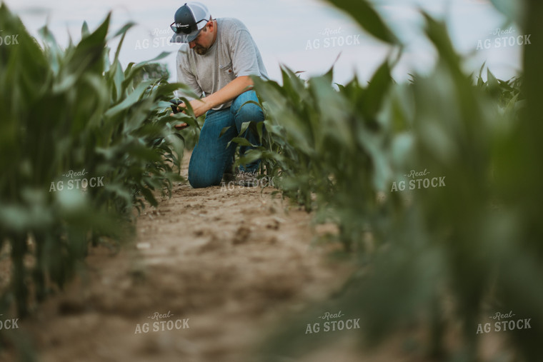 Farmer Takes Picture of Corn Plant 7843