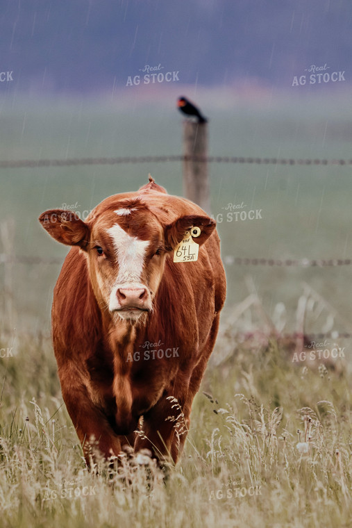 Simmental Cattle 139004