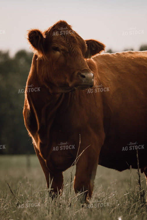 Simmental Cattle 139011