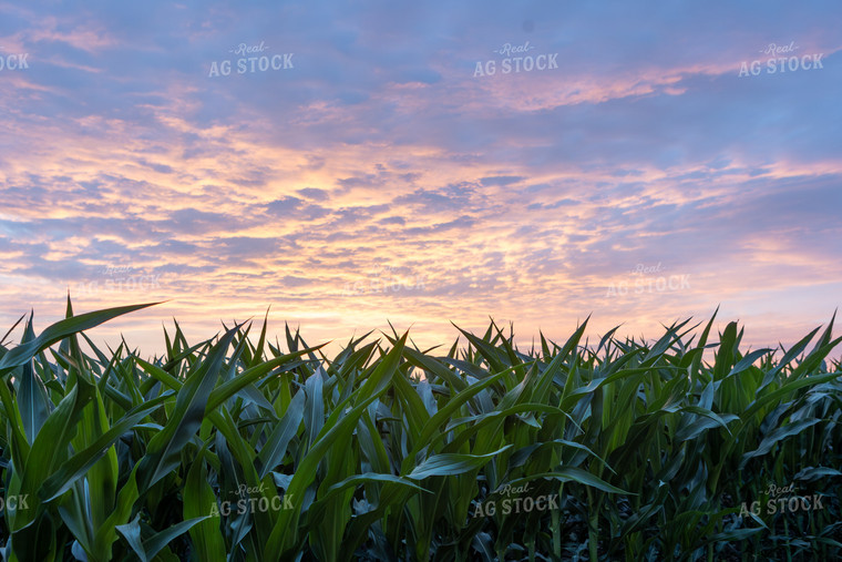 Corn Field at Sunset 77273