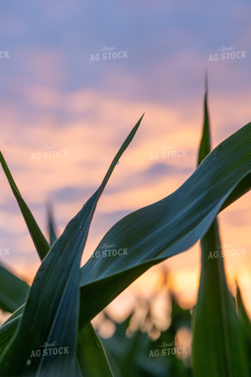 Corn Leaves at Sunset 77274