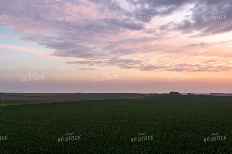 Corn Field at Sunset 77276