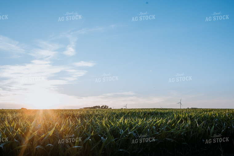 Corn Field at Sunrise 77279