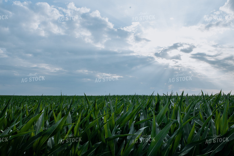 Corn Field 77280