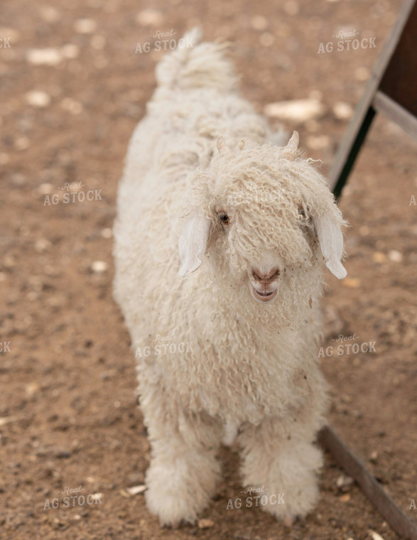 White Angora Goat 140003