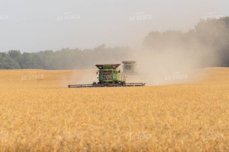 Combines Harvesting Wheat 79312