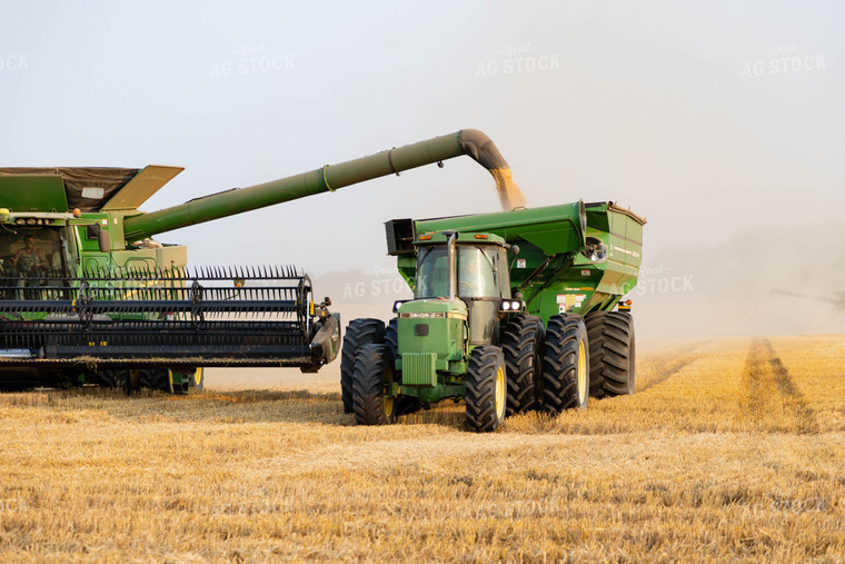 Wheat Harvest 79314