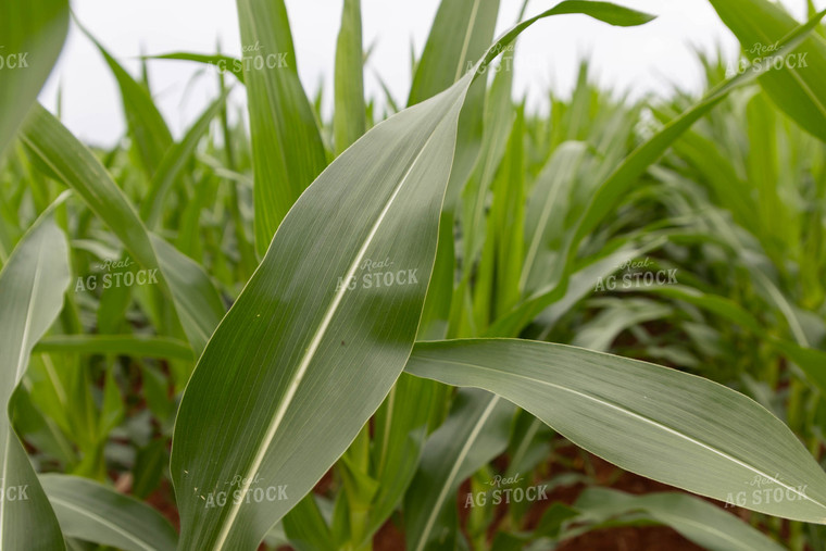 Corn Leaf 79317