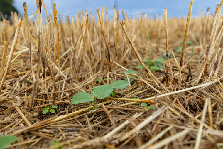 Early Growth Soybeans 79319