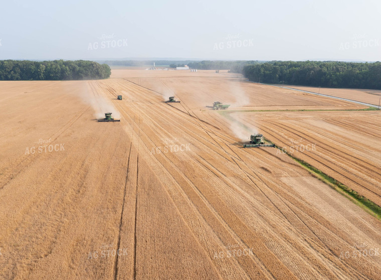 Soybean Harvest 79325