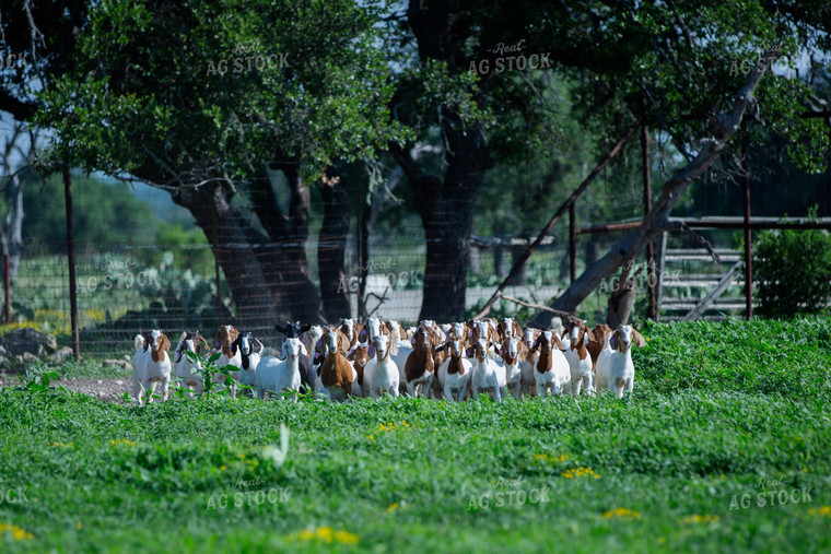 Herd of Boer Goats 134030