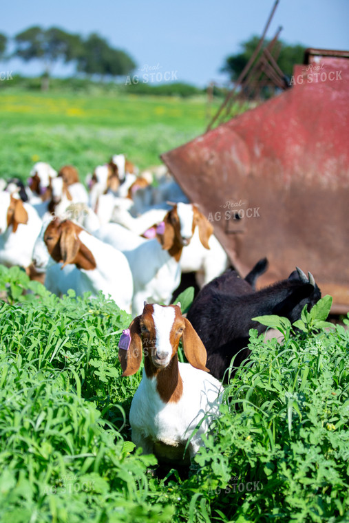 Herd of Boer Goats 134035