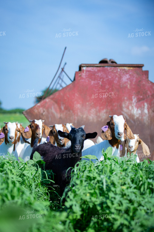 Herd of Boer Goats 134037