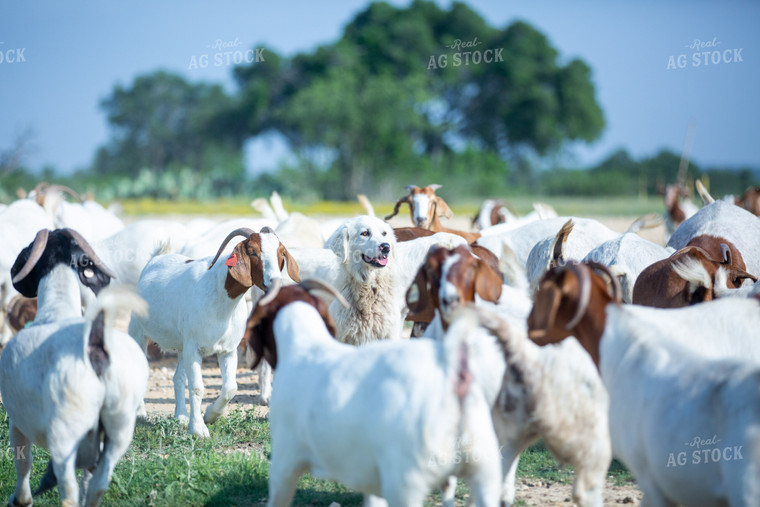 Ranch Dog with Herd of Goats 134046