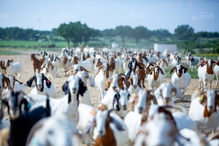 Herd of Boer Goats 134047