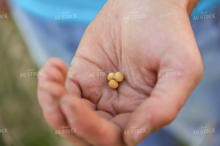 Dried Soybeans in Farmer's Hand 52615