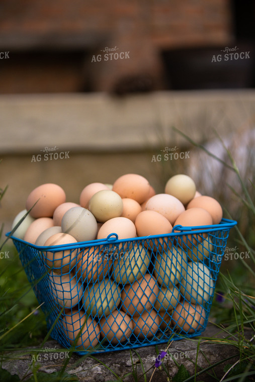Eggs 52617