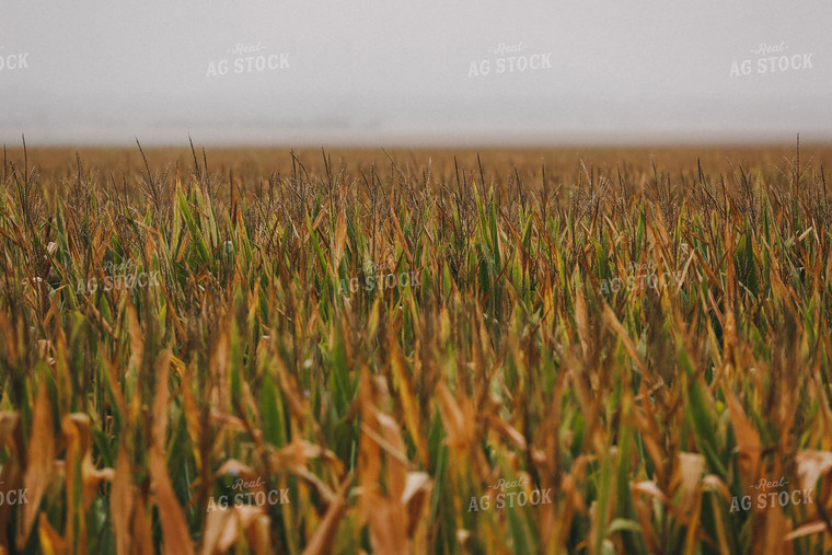 Late Season Corn Field 129017