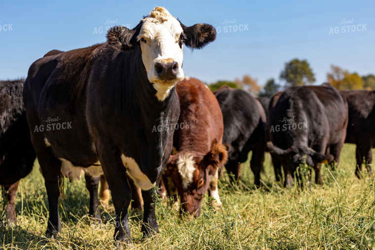 Crossbred Cattle 90089