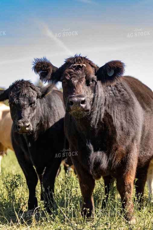Crossbred Cattle 90090