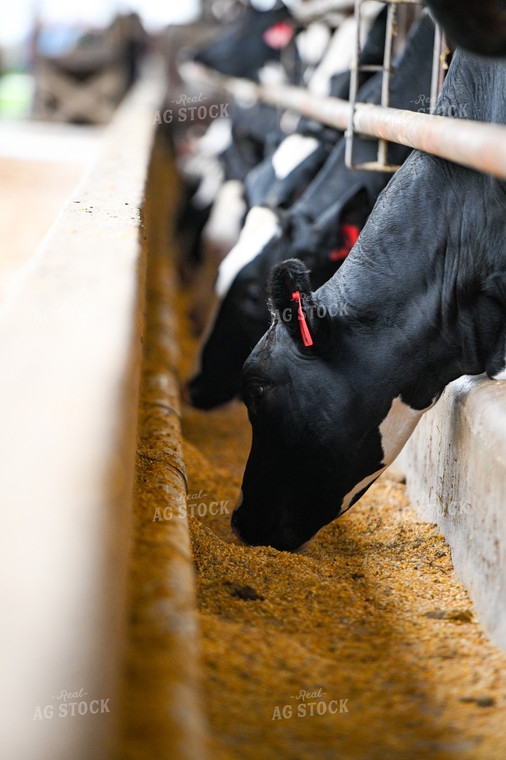 Holstein Cattle Eating 90092