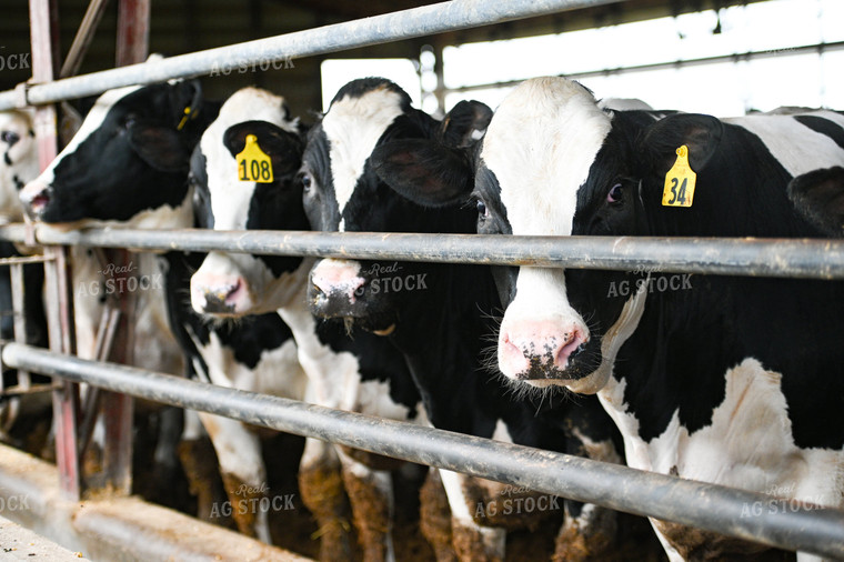 Holstein Cattle in Barn 90097