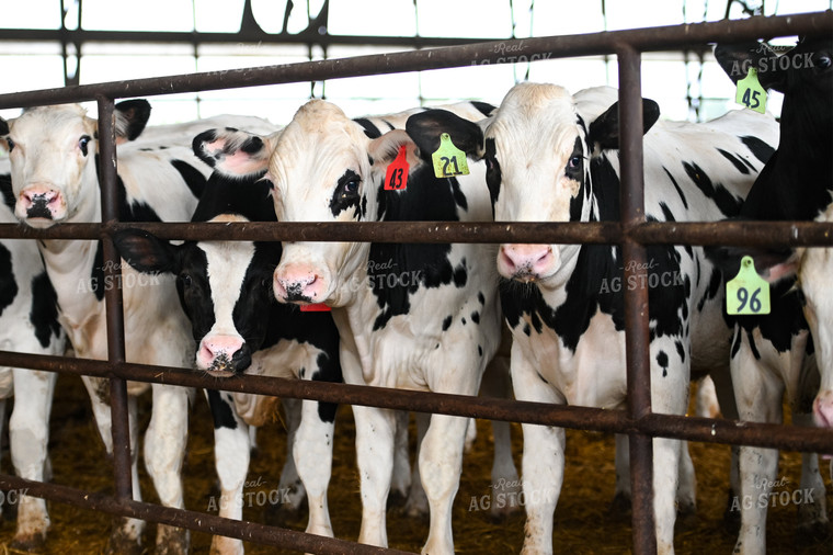Holstein Cattle in Barn 90098