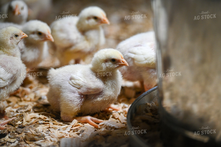 Chicks 90102