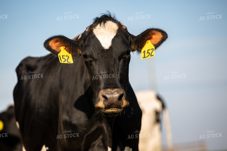 Holstein Cow 90104